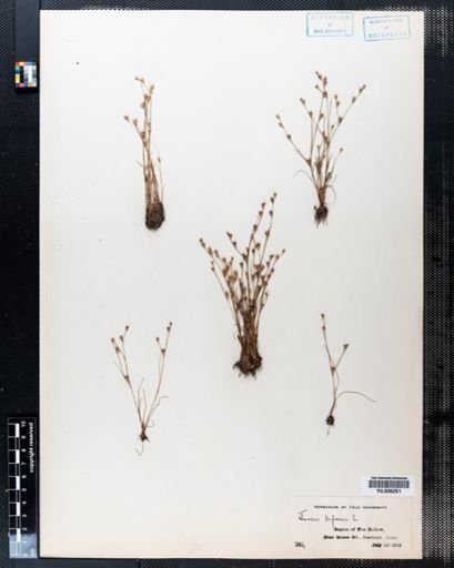 Juncus bufonius