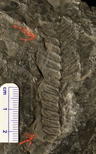Pecopteris sp.