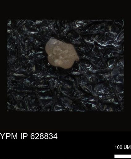 undet. Foraminiferida