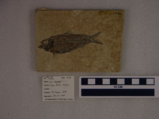 undet. Gnathostomata