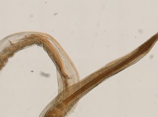 Spironoura affine
