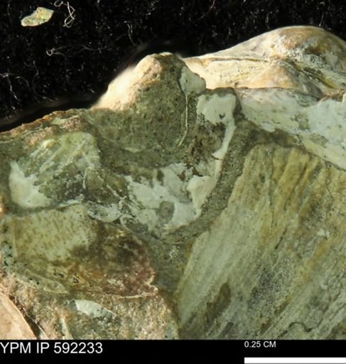 undet. Bivalvia