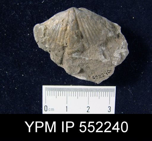 Spirifer niagarensis