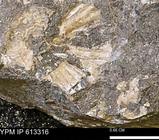Scaphites sp.
