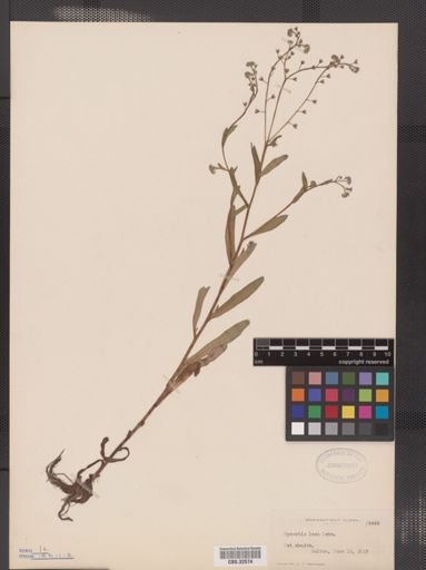 Myosotis laxa