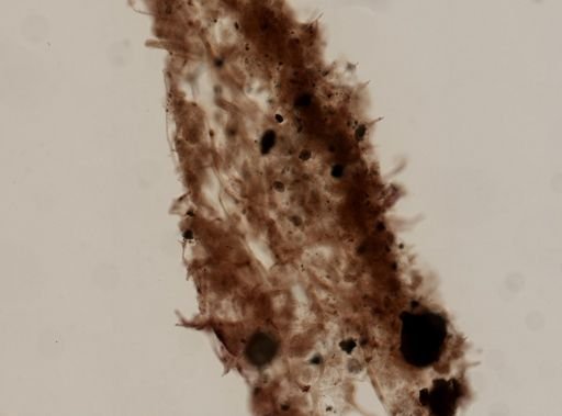 Haliclona?