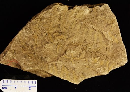 Aspidium montanense