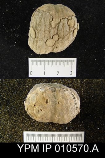 Productus occidentalis