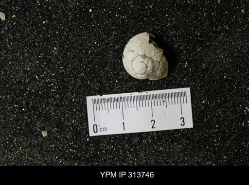 Euspira obliquata