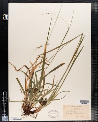 Carex arctata