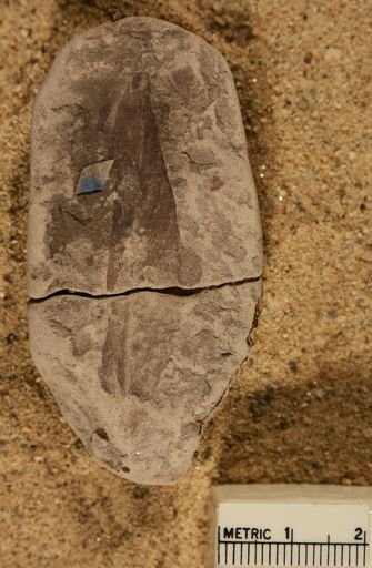 Thinnfeldia lesquereuxiana