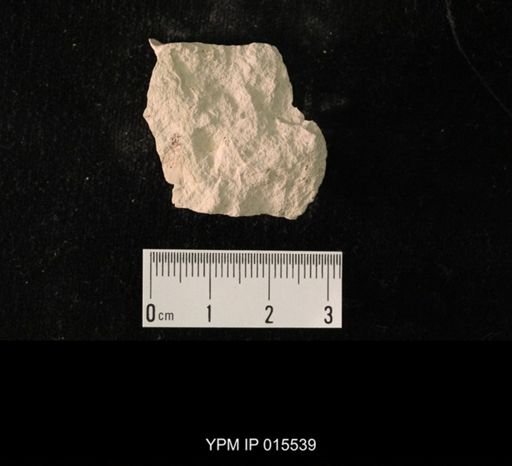 Probnis speciosa