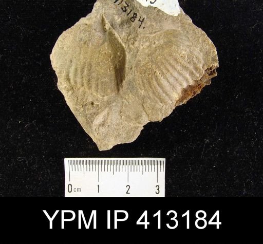 Orthorhynchula sp.