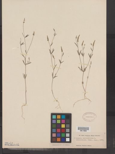 Polygala verticillata