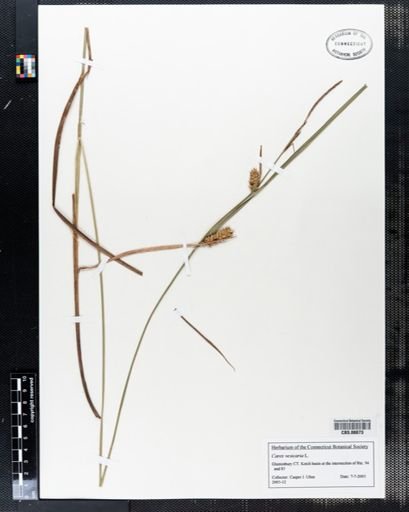 Carex vesicaria