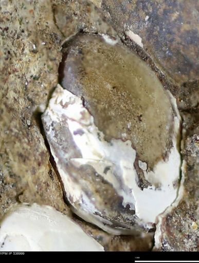 Corbulamella gregaria