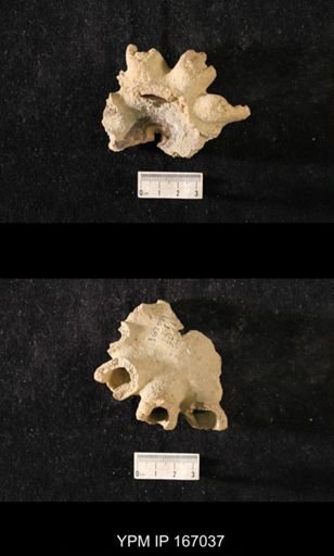 Brachiospongia digitata