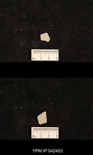 undet. Psocoptera