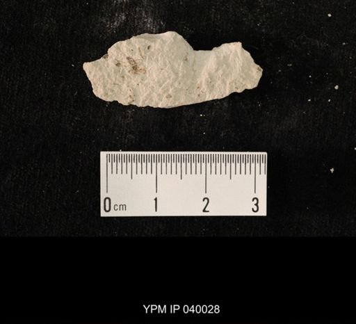 undet. Hexapoda
