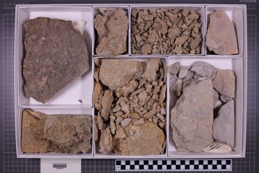 mixed taxa, stratigraphic collection