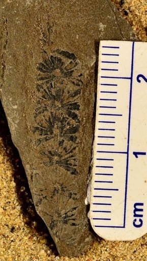 Annularia sp.