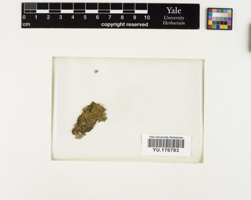Plantae