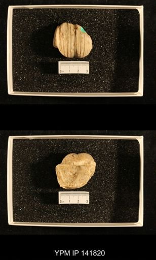 Productus (Dictyoclostus) indicus