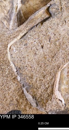 undet. Bivalvia