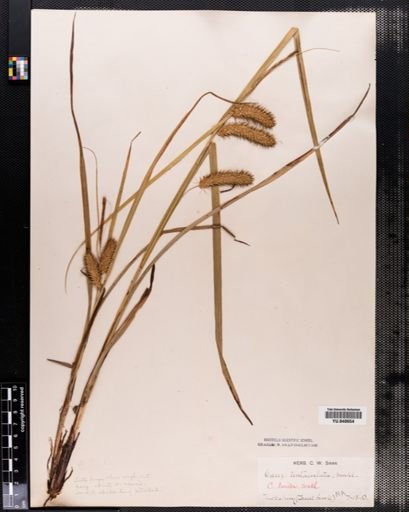 Carex lurida