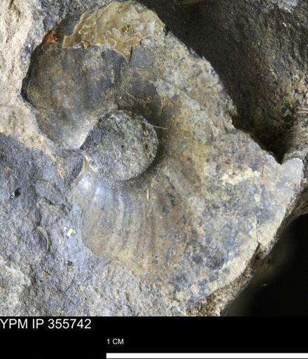 undet. Scaphitidae