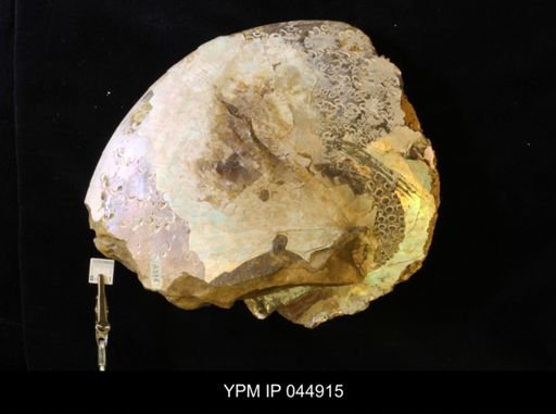 Sphenodiscus lenticularis