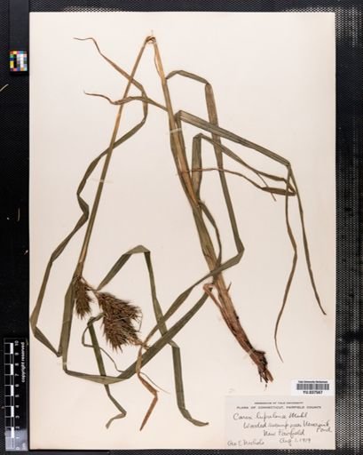 Carex lupulina