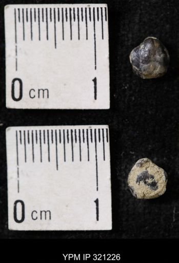 Ambocoelia sp.