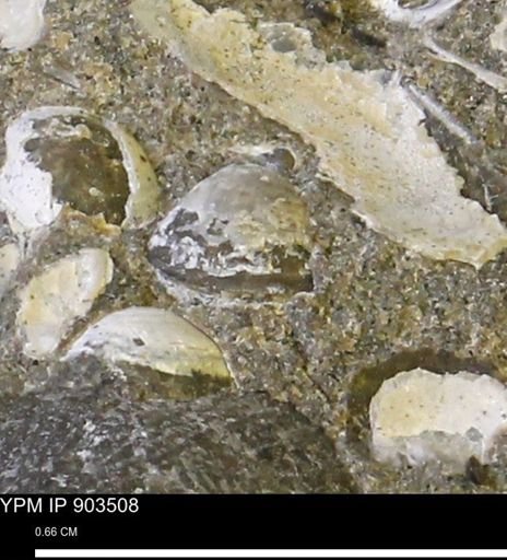 Corbulamella sp.