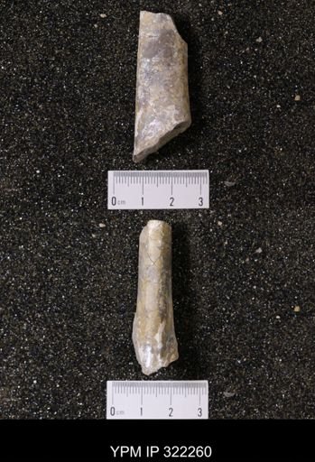 Baculites sp.