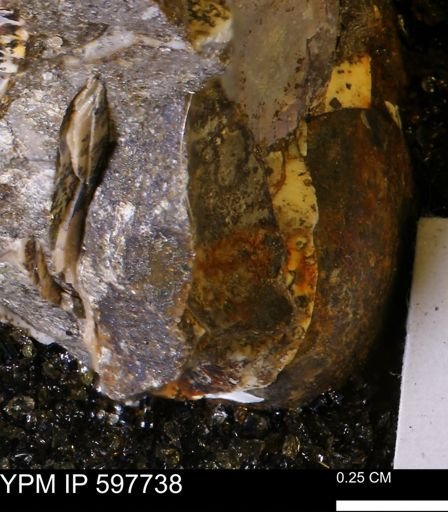 undet. Ammonoidea