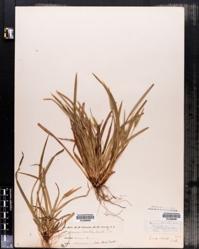 Carex backii