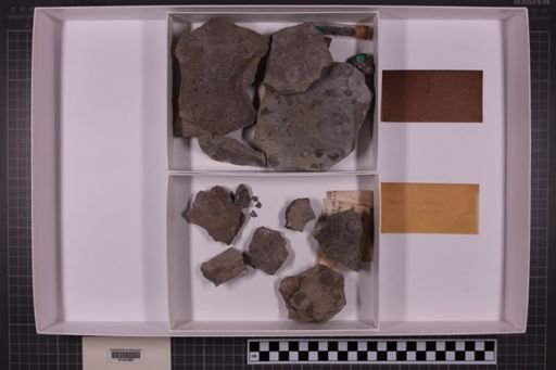 mixed taxa, stratigraphic collection