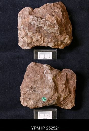 undet. Archaeocyathina