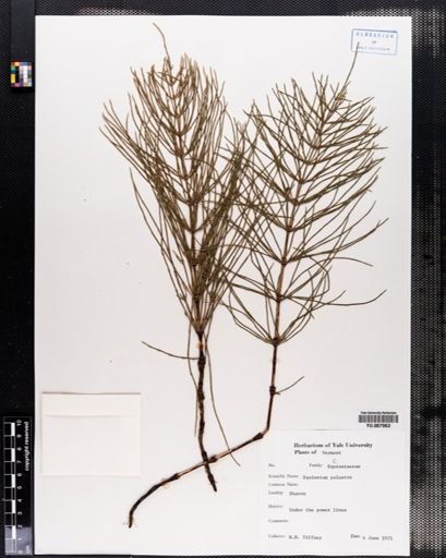 Equisetum palustre
