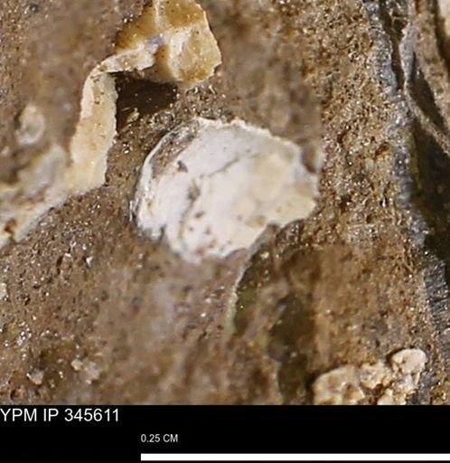 undet. Bivalvia