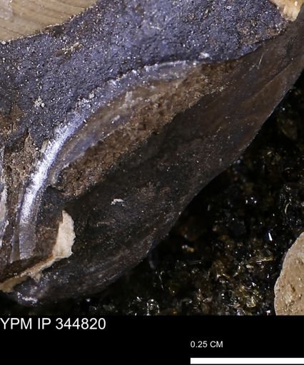 Limopsis striatopunctatus