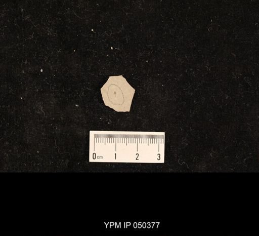 undet. Hexapoda