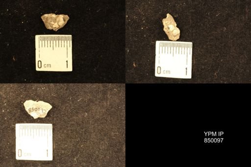 undet. Gastropoda