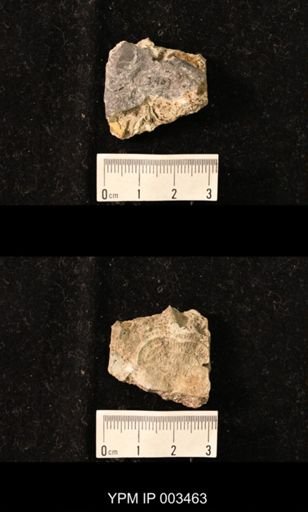 Productus chandlessi