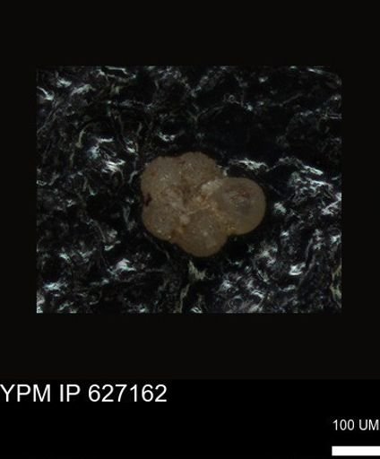 undet. Foraminiferida