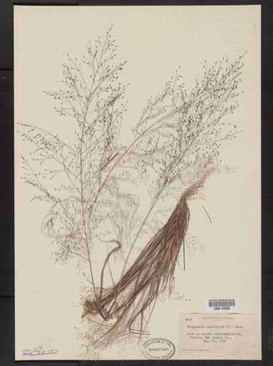 Eragrostis capillaris