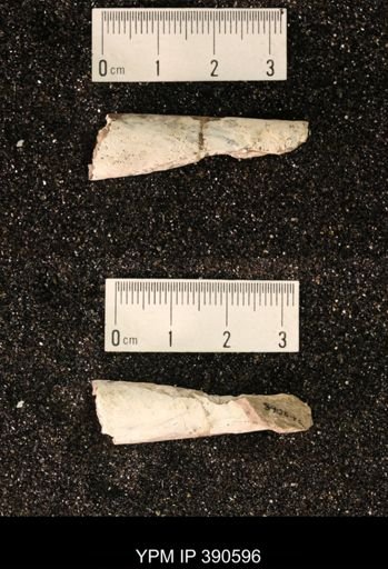 Baculites sp.