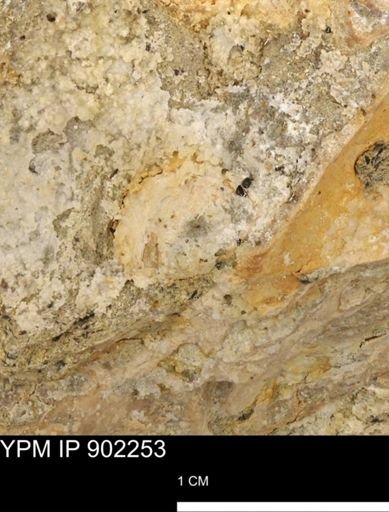 undet. Mollusca