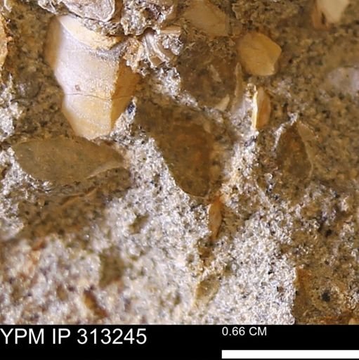 Corbicula